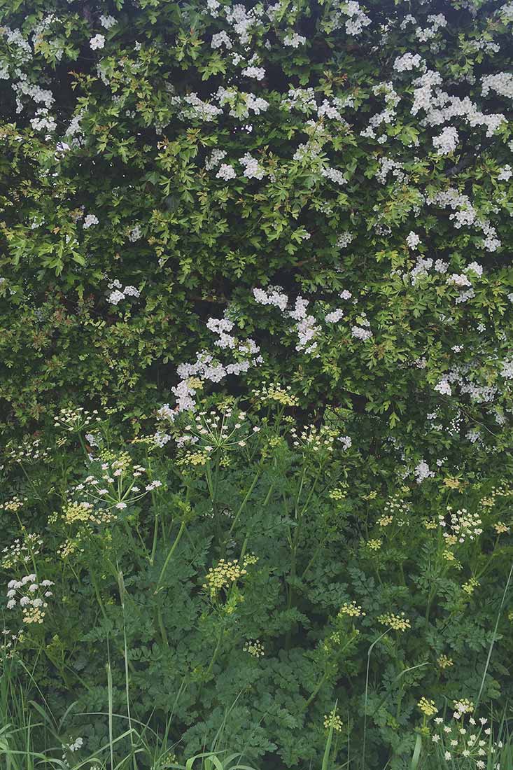 staplehurst-wildflower