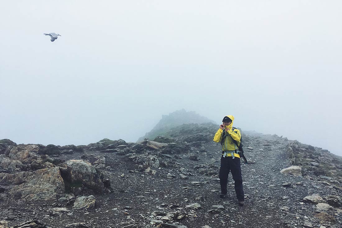 snowdon-seagull