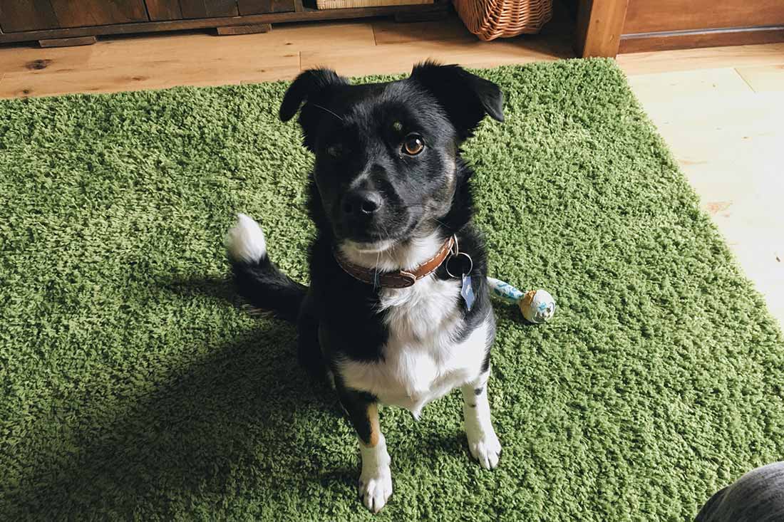 snowdonia-fifi