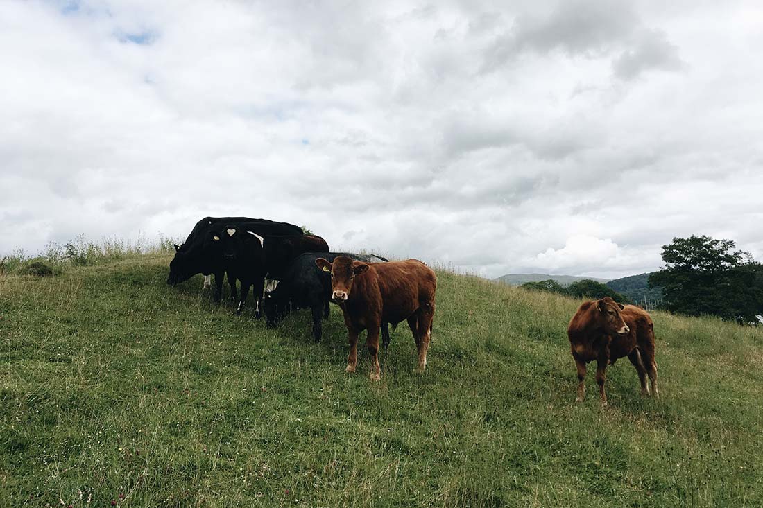 lakedistrict-cows